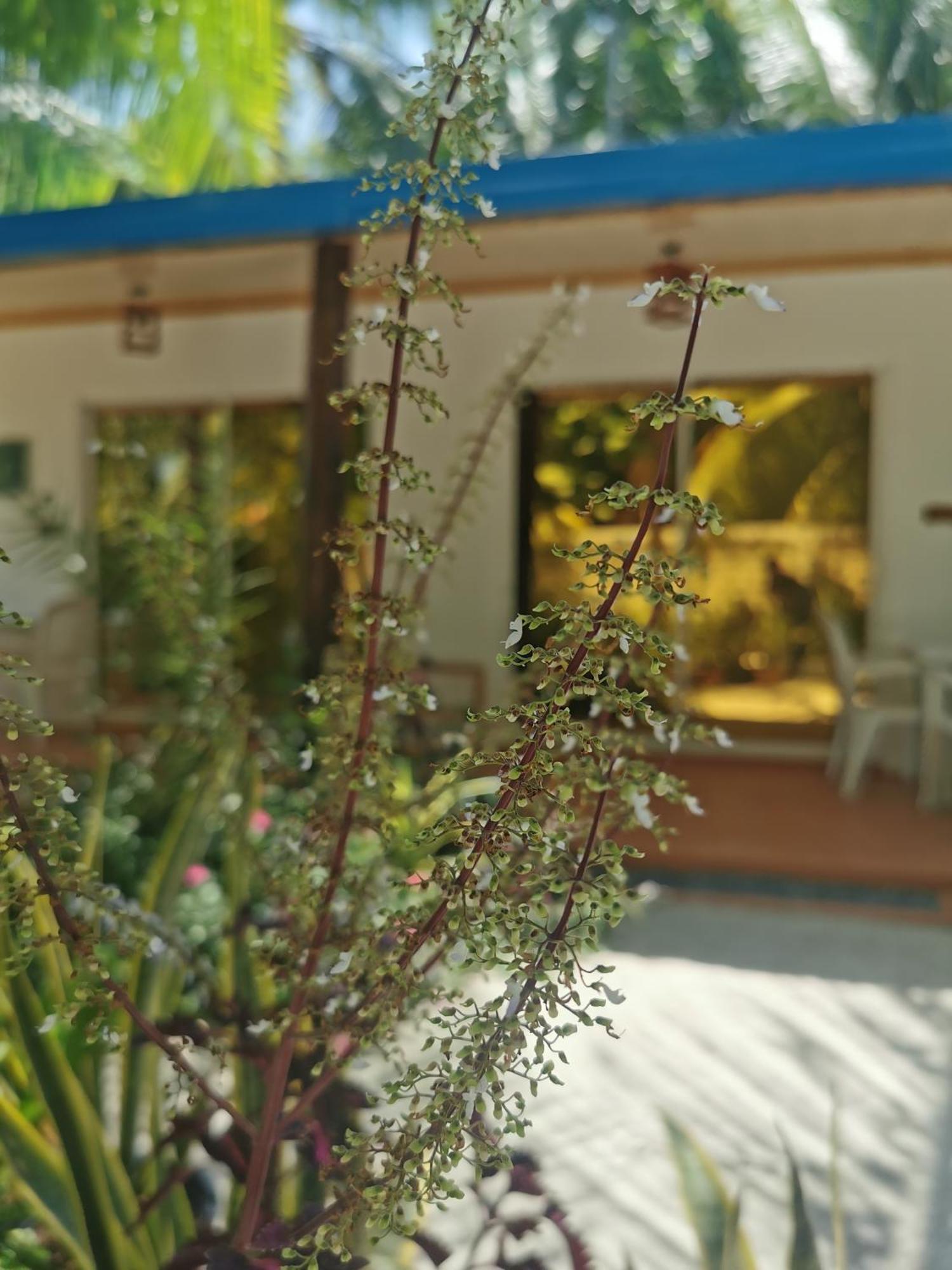 Blue Water Thoddoo Inn Δωμάτιο φωτογραφία